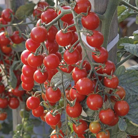 Crokini, Tomato Seeds - Packet image number null